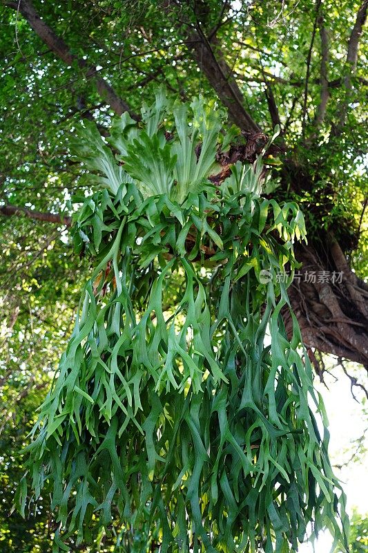 在树上的Polypodium polycarpon